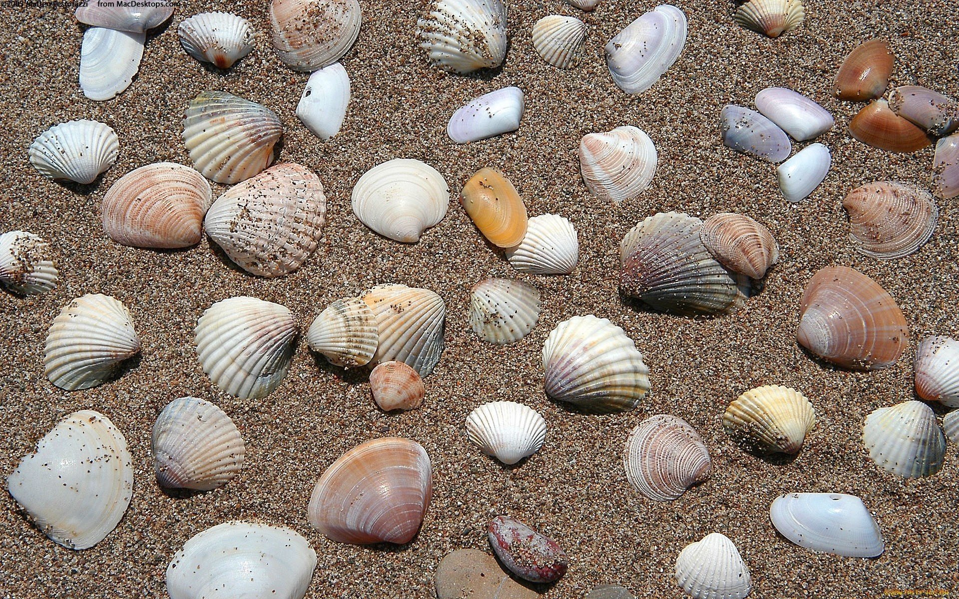 muscheln sand