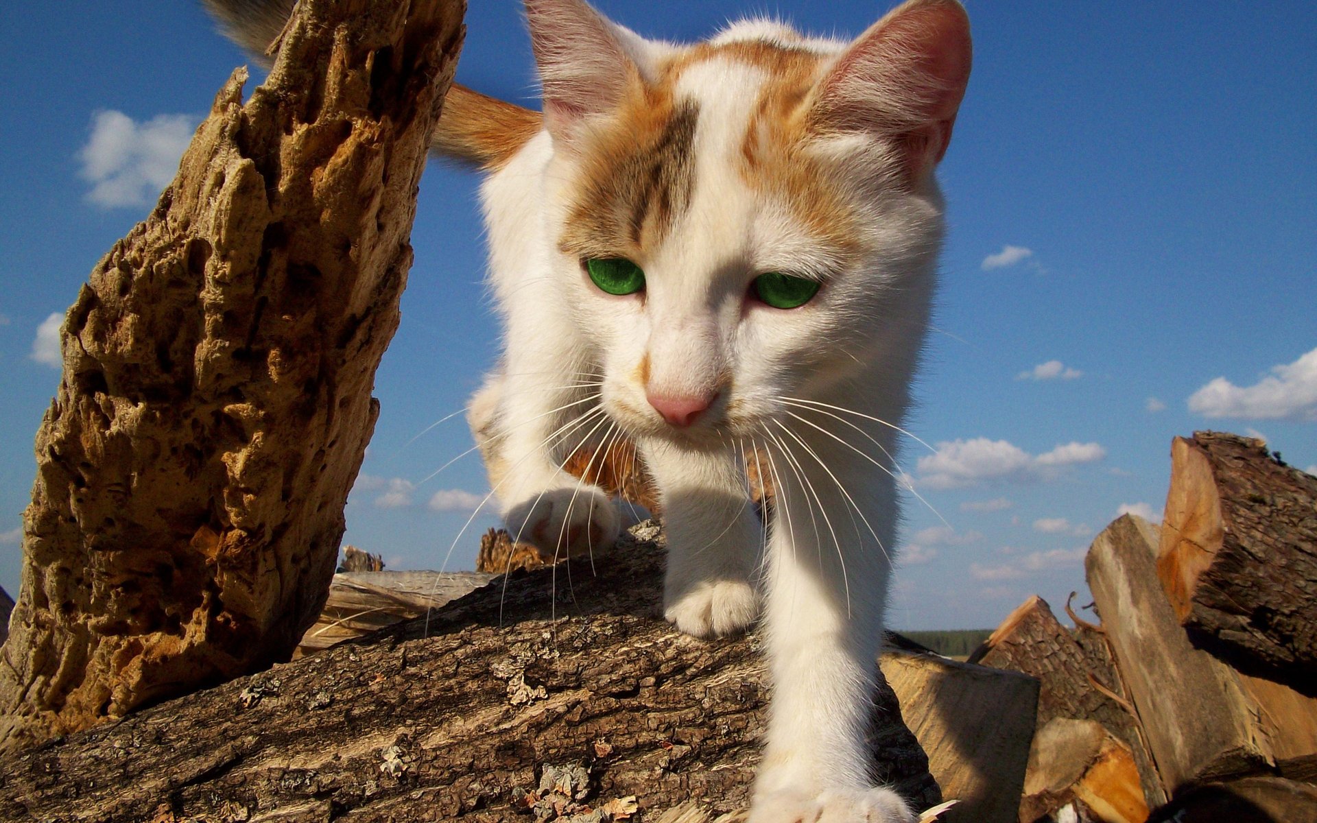 katze katze grüne augen