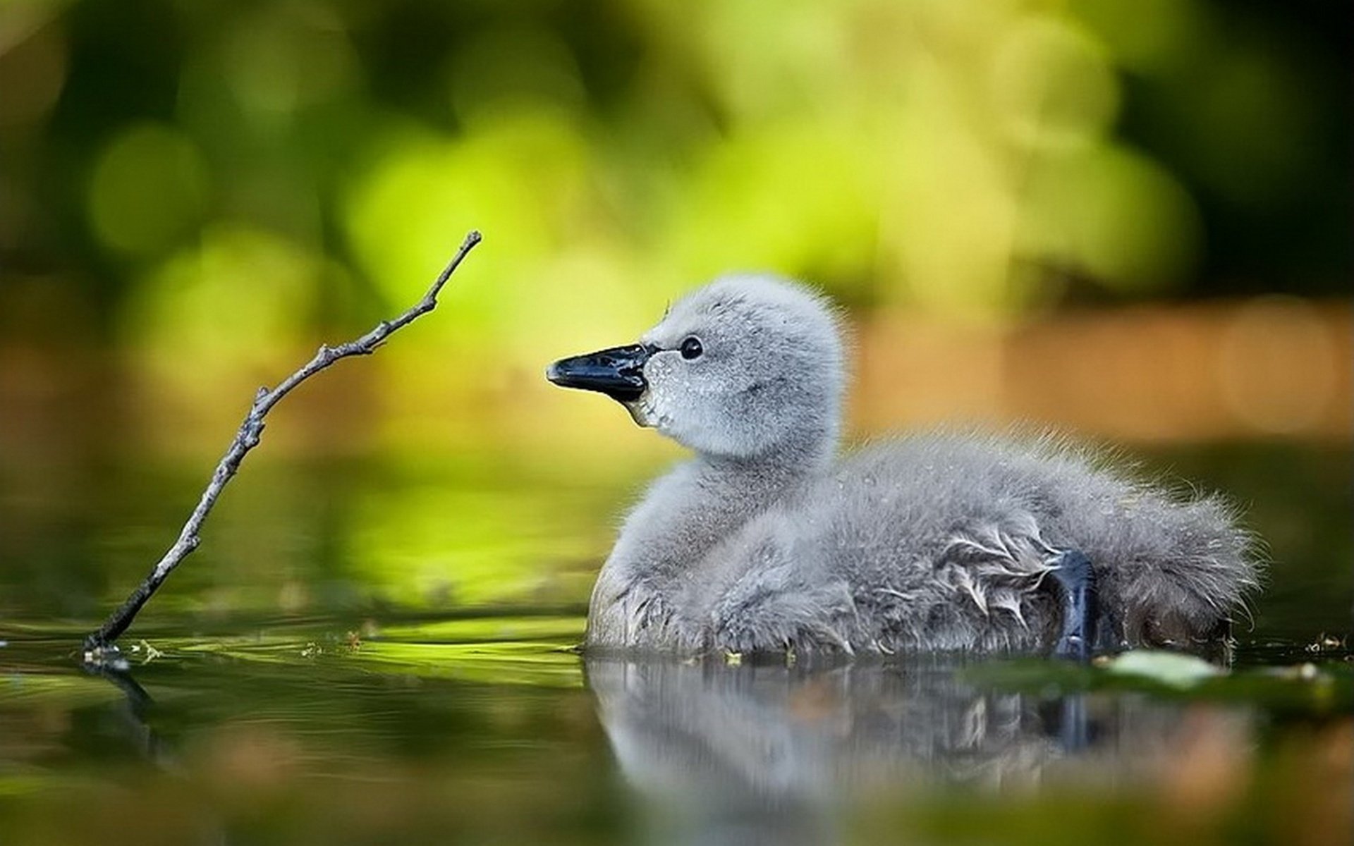 waterfowl bird pond