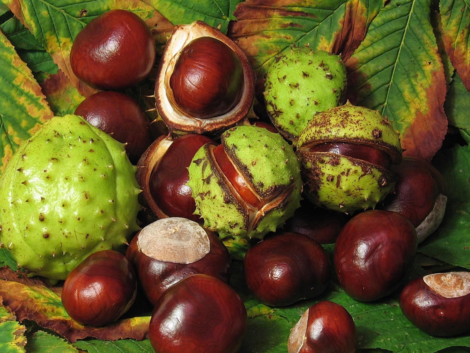 castañas nueces