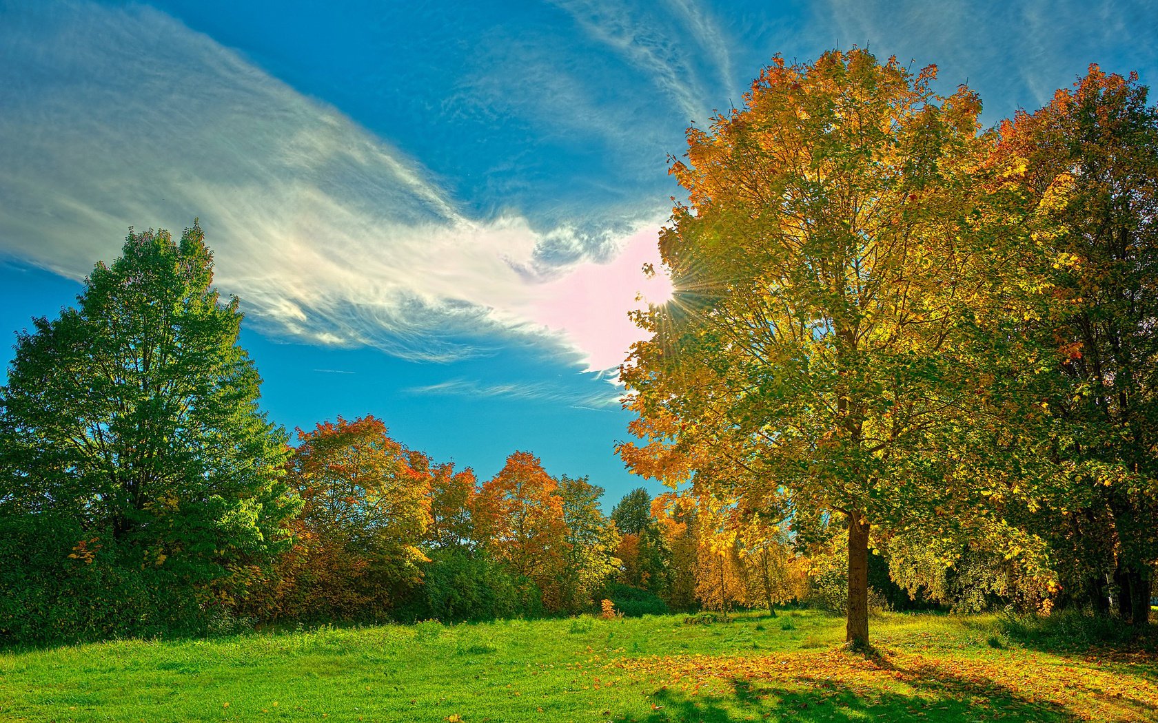 verde erba prato alberi foresta