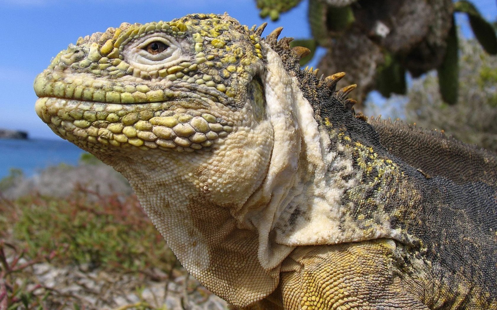 iguana lucertola