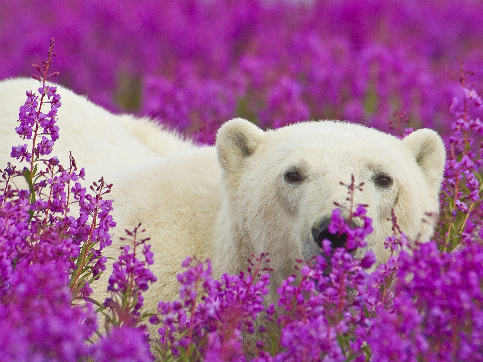 flowers white bear