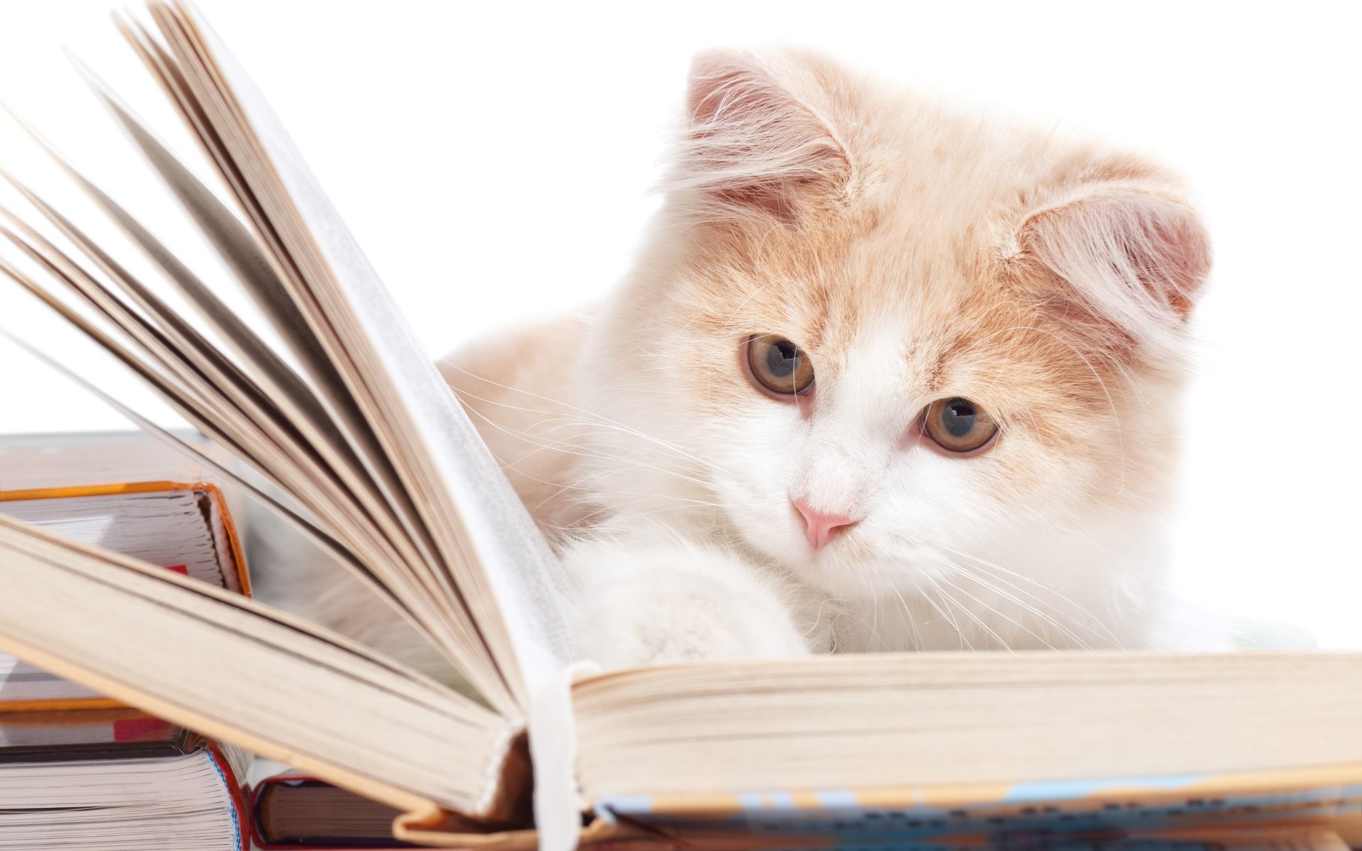 gato gato libros