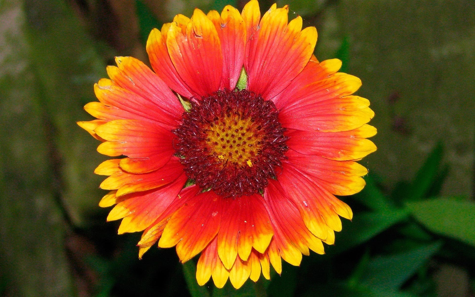 gerbera bella sfondo