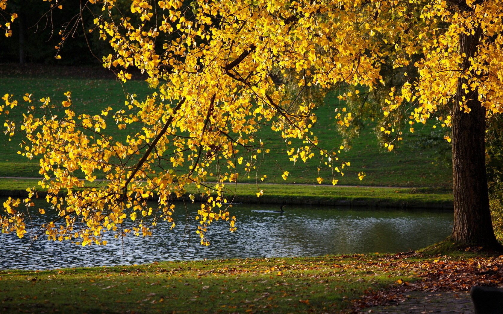 park jesień przyroda