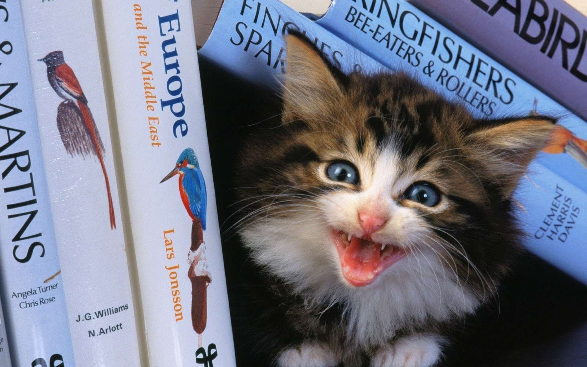 kitty book