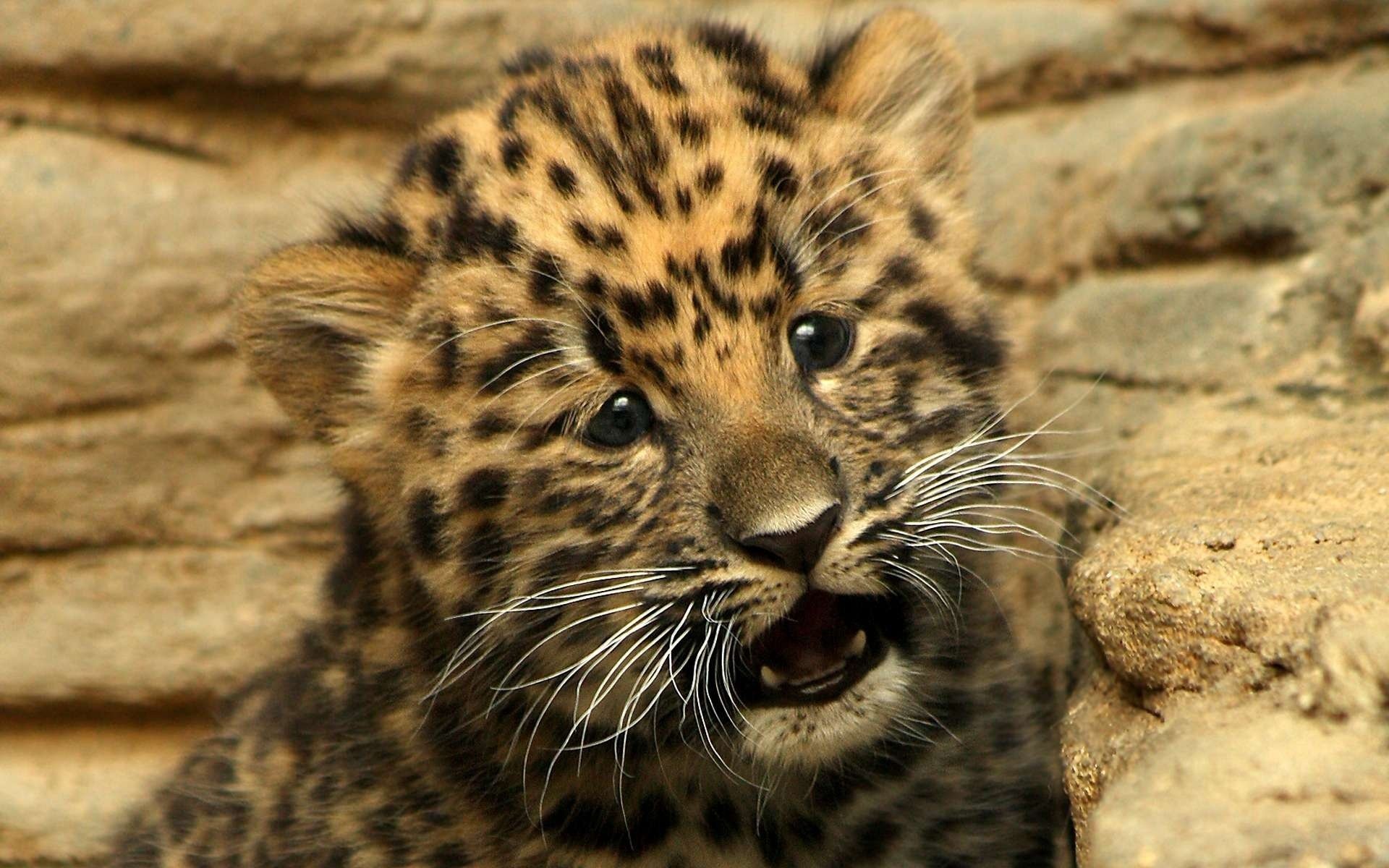 leopard cub baby