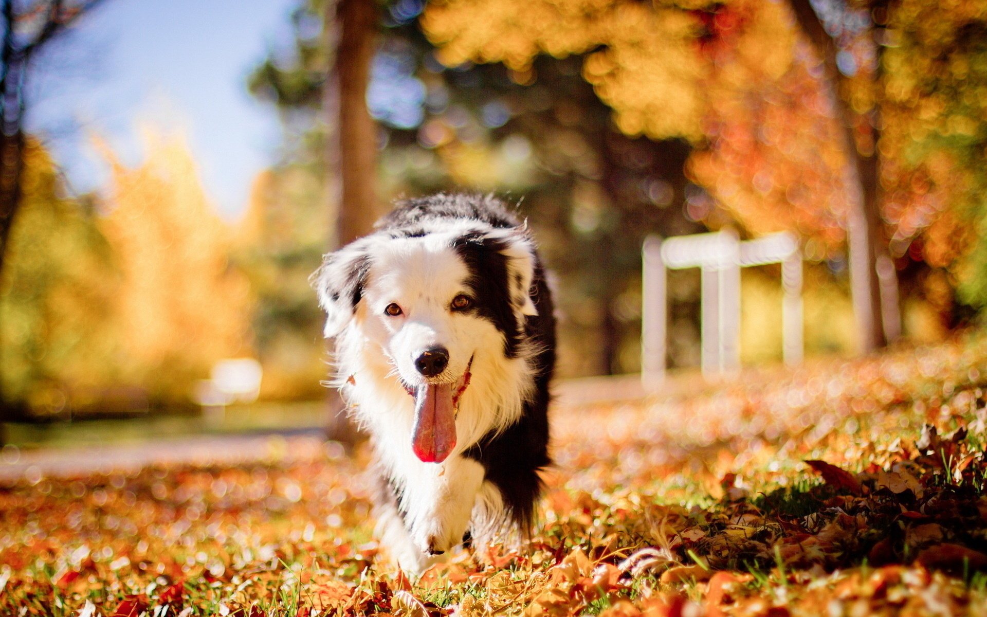 automne ami chien