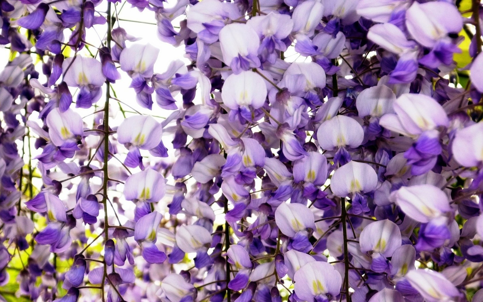 blumen vorhang blütenblätter makro