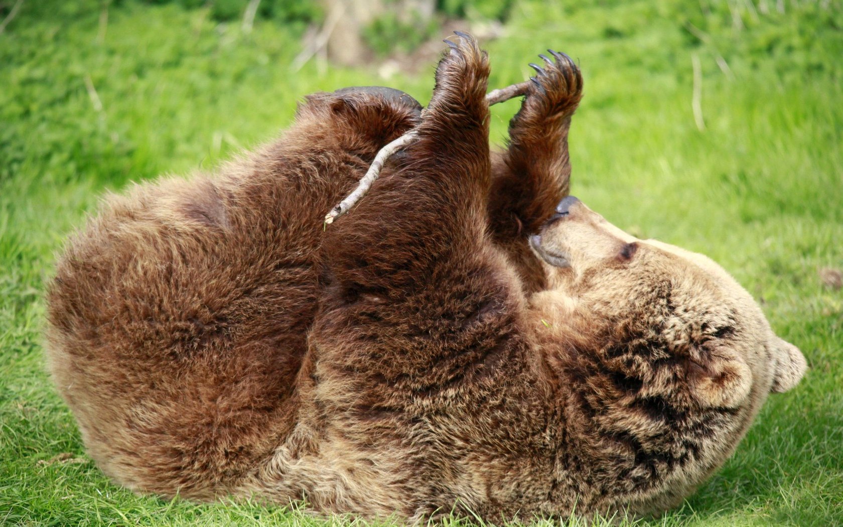 hintergrund gras bär braun grün pfoten stock