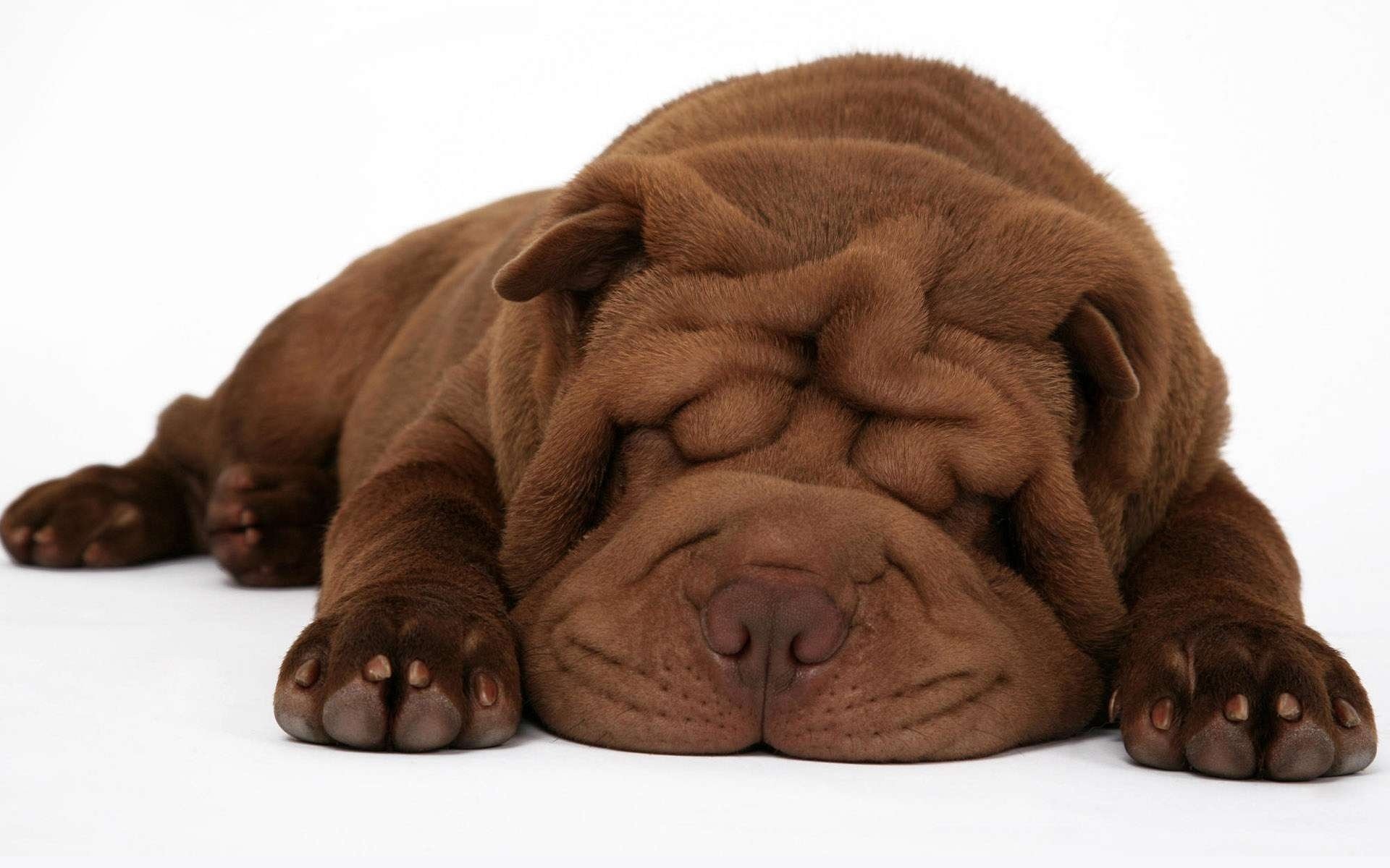 cachorro shar pei