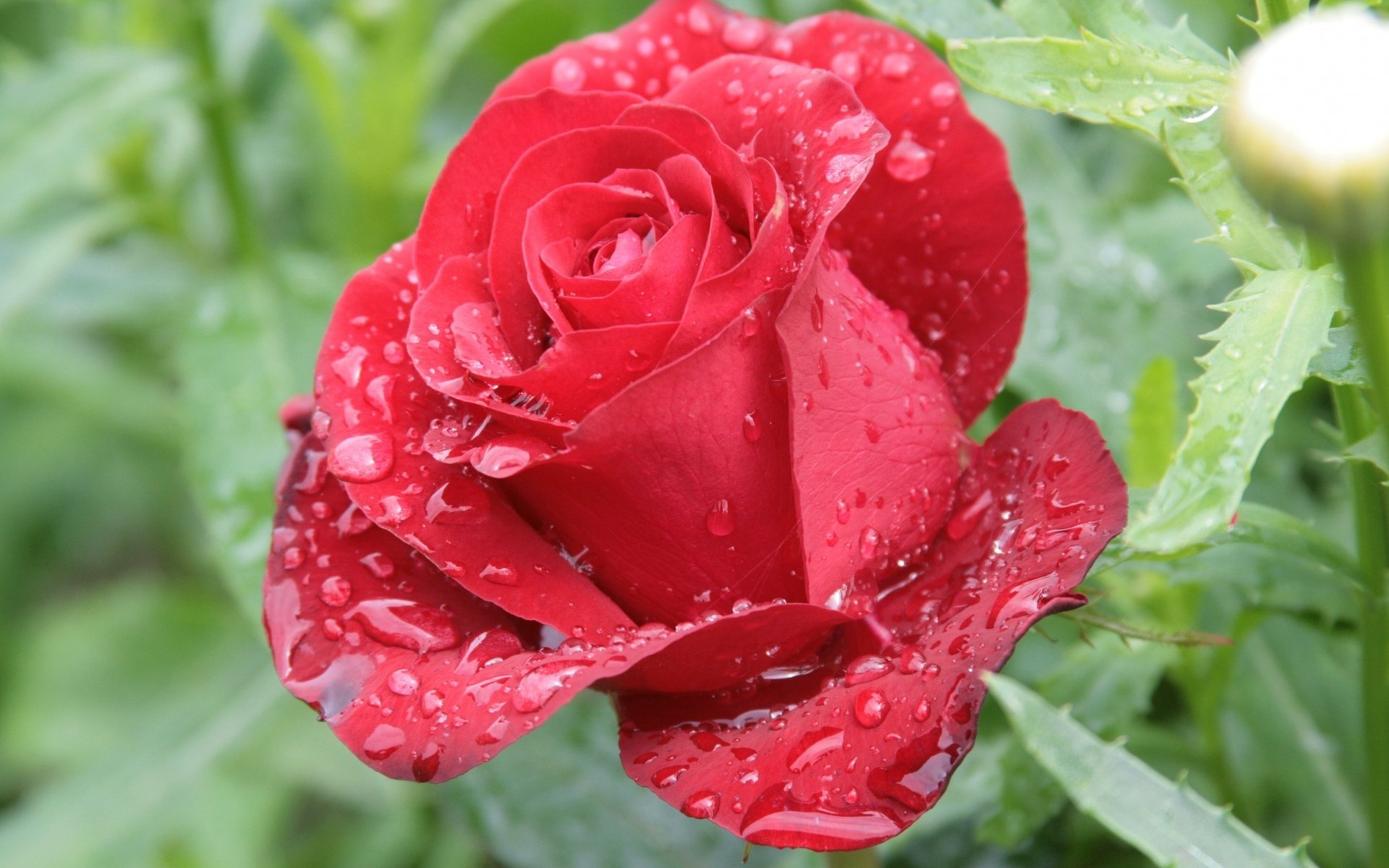 rosa rojo gotas rocío