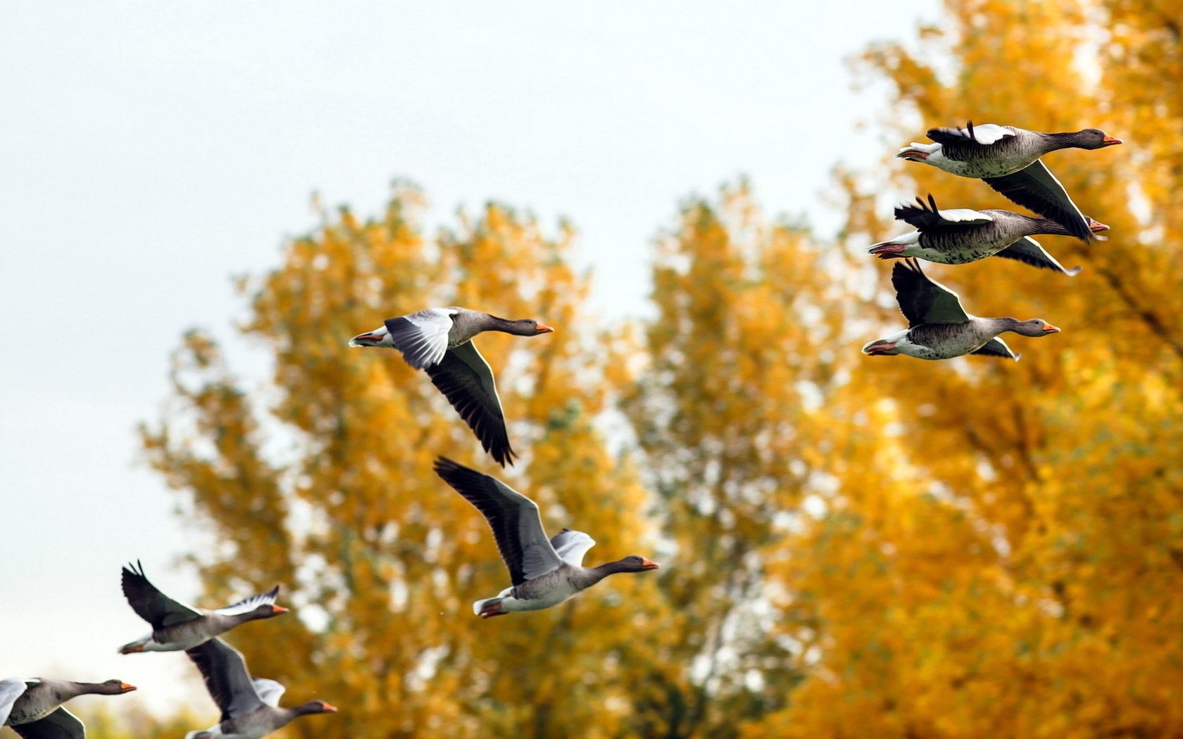 otoño patos naturaleza