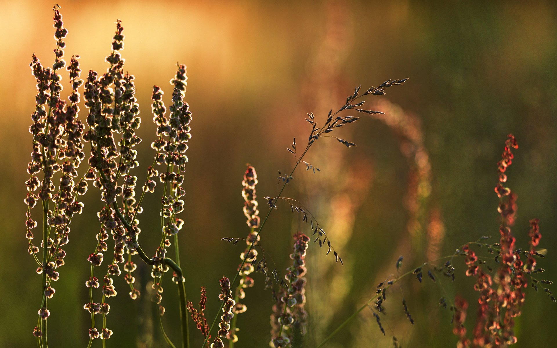 plante herbe