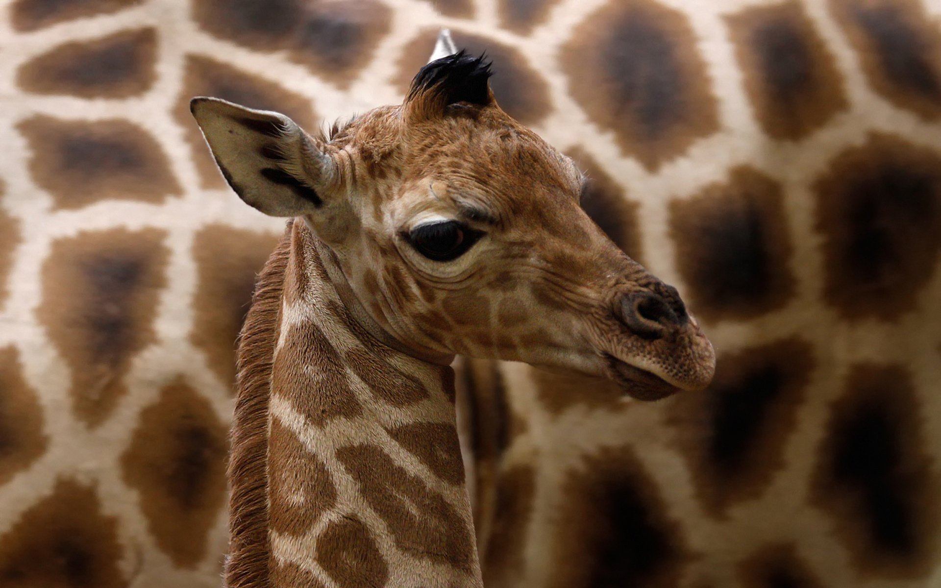 giraffa camelopardalis rothschild rothschild-giraffe