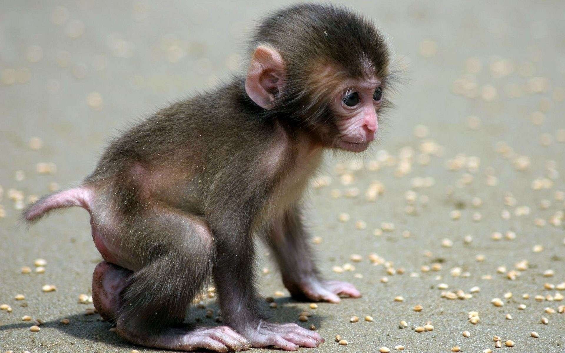 monkey baby