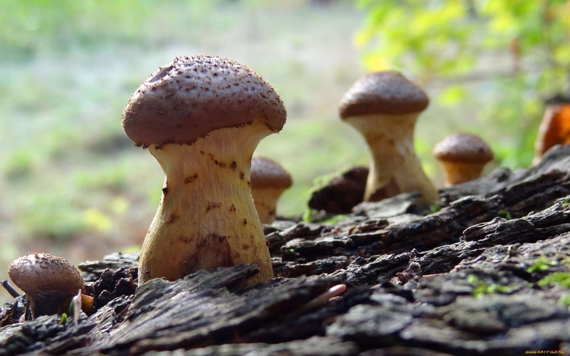 champignons champignons arbre écorce