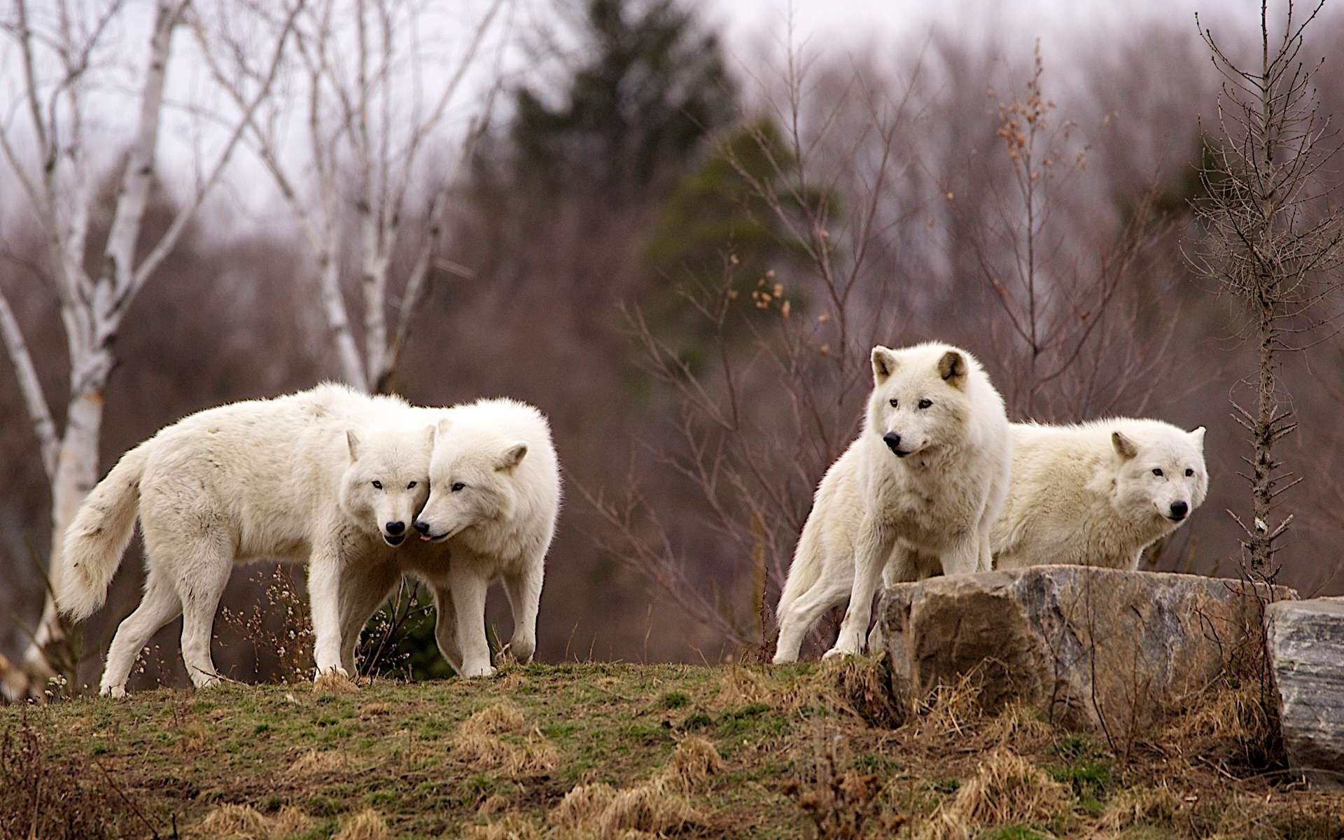 lobos bandada depredadores