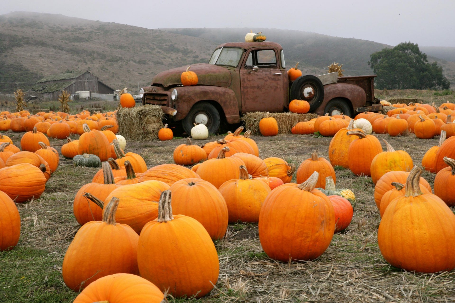 truck pumpkin farm