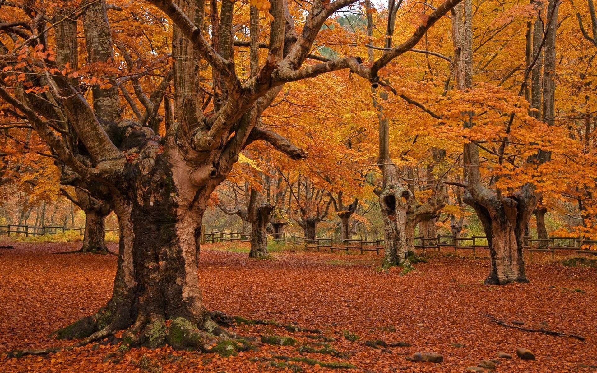 natura parco alberi