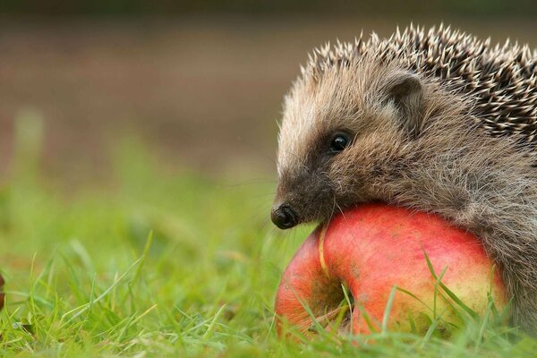 Hérisson sur une pomme dans l herbe