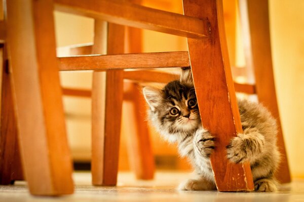 A small kitten hid behind a chair leg