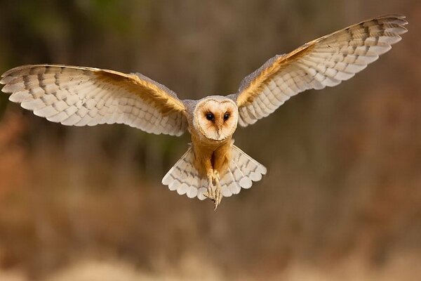 An owl with open wings in flight