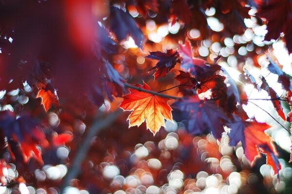 Blurred yellowed maple leaves