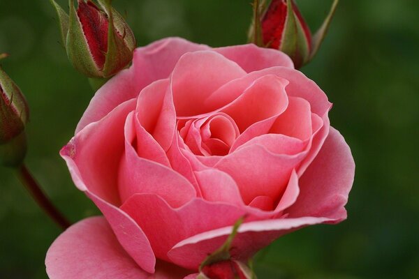 Très chic rose rose