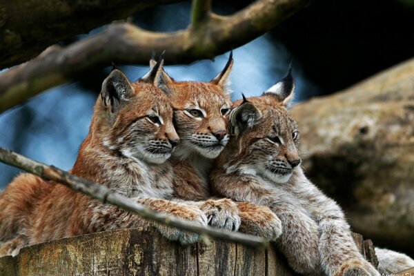 Famille de Lynx dans la forêt