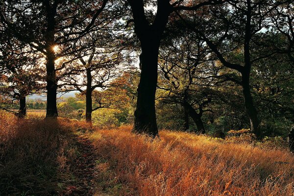 Les rayons du soleil tentent de réchauffer la forêt d automne