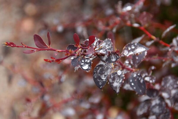 A branch with maroon wet leaves