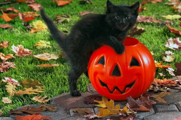 Chaton noir dans une citrouille pour Halloween