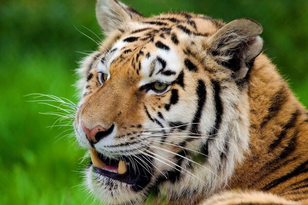 Le tigre a ouvert sa bouche et regarde au loin