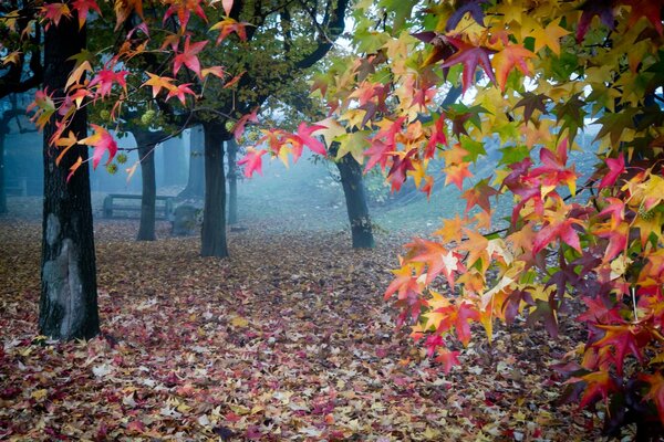 Herbstlaub im nebligen Garten