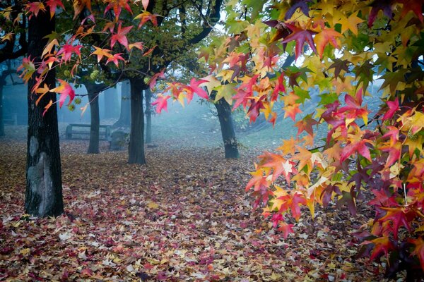 Осенние листья в туманном саду