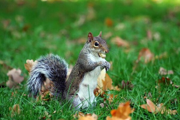 Squirrel in forest leaves and grass