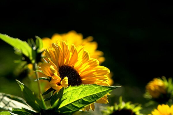 Les tournesols jaunes tendent vers le soleil