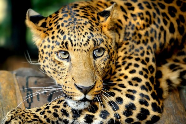 Leopardo sdraiato sul pavimento di legno