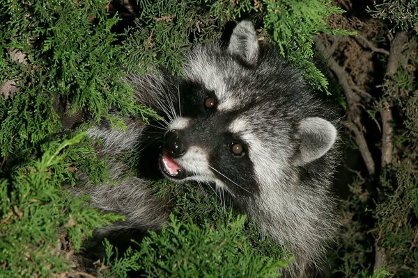 Photo of a raccoon animal in the greenery