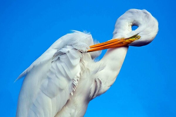 Storch Nahaufnahme auf Himmelshintergrund