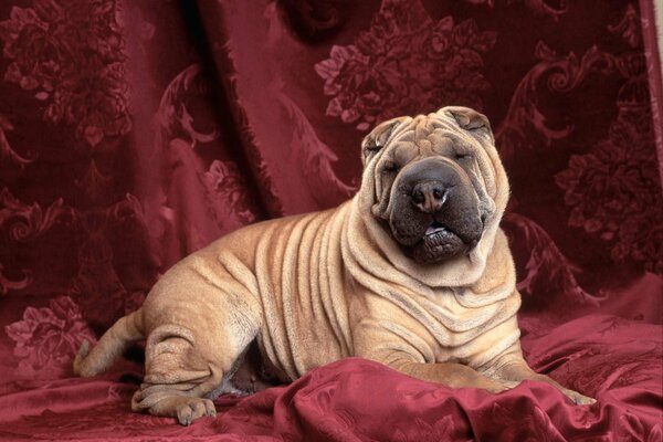 Perro con un hocico descontento en una elegante tela Burdeos