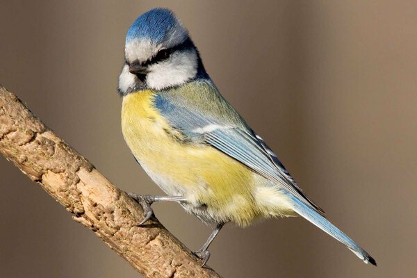 Papagei mit blauem Kopf sitzt auf einem Ast