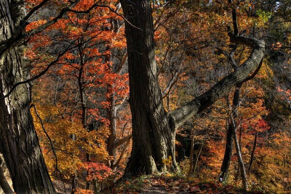 Majestueux troncs d arbres dénudés