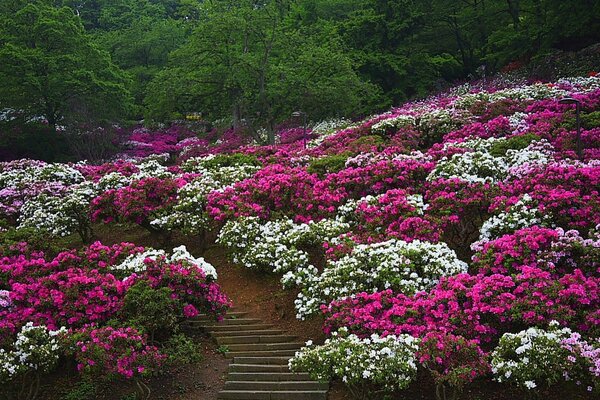 Hermosas flores en el Jardín