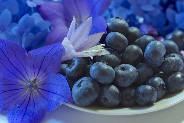 Blaubeeren mit schönen blauen Blüten