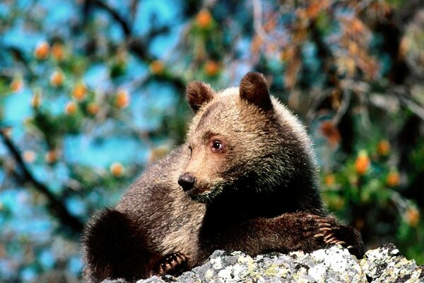 Un joven oso descansa sobre una piedra