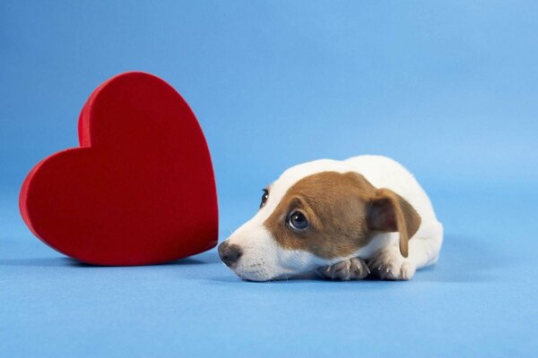 Cachorro con corazón sobre fondo azul