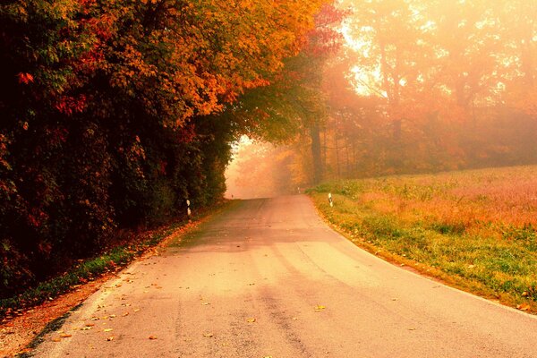 Camino de otoño en una mañana brumosa